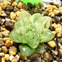 雪花オブツーサ錦　超美株　ハオルチア　観葉植物　6のサムネイル