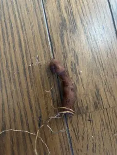 オペルクリカリア パキプス パワータンク