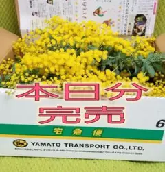 フレッシュ♪ミモザアカシア♪60サイズ箱にタップリ♪グ二ーユーカリおまけ付き♥