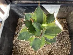 2025年最新】厳竜錦の人気アイテム - メルカリ