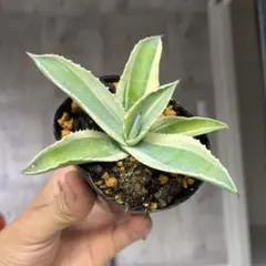 アガベ リップルエフェクト中株 - メルカリ