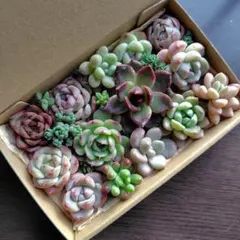 多肉植物　カット苗　多肉弁当　寄せ植え　詰め合わせ