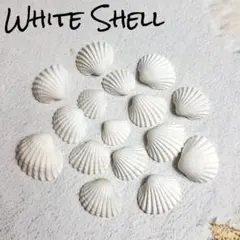 天然☆ホワイトシェル☆白い貝殻☆良品