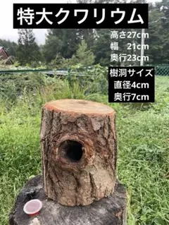 KK様用 クワリウム 天然クヌギ 天然樹 洞 佐賀県産 KK様用 クワリウム 天然クヌギ 天然樹 洞 佐賀県産 KK様用