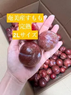 無農薬スモモ１０kg。硬め、大石早生、愛媛県産、鮮度抜群、甘酸っぱい、追熟可 無農薬スモモ10kg。大石早生、愛媛県産、鮮度抜群、甘酸っぱい、追熟