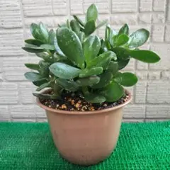 27 金のなる木 植木鉢付き 楽チン❢⚫訳あり特別価格⚫のサムネイル