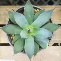 2025年最新】アガベ ブルーグローの人気アイテム - メルカリ