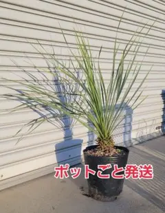 145、ユッカロストラータ57 ポットごと発送 - メルカリ