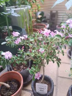 かなさん！様 リクエスト 3点 まとめ商品