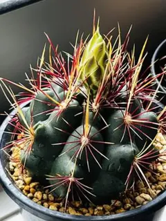 sk0917※プロフ必読※様 リクエスト 3点 まとめ商品