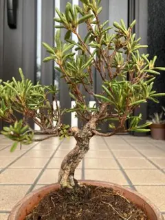 2026年最新】皐月盆栽の人気アイテム - メルカリ