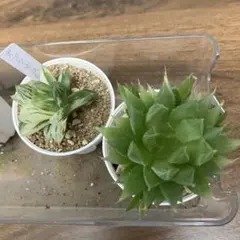 オブツーサ錦 混合種子 令和7年産 注文よろしくお願いします^ ^ 多肉植物 ハオルチア 令和7年4-6月採る オブツーサ錦 混合交配種子 100