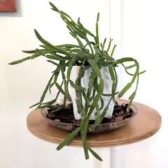 2025年最新】リプサリス 抜き苗の人気アイテム - メルカリ