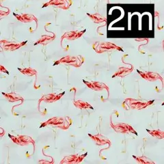 セブンベリー　フラミンゴ柄　ブロード生地　2m