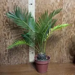 蘇轍 ソテツ 苗 1株 発根あり - メルカリ