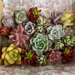 【匿名配送】多肉植物詰め合わせ♬*゜エケベリア、セダム　カット苗　多肉弁当