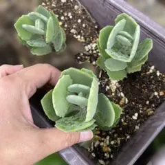 Ｎａｎａ☆様 リクエスト 3点 まとめ商品