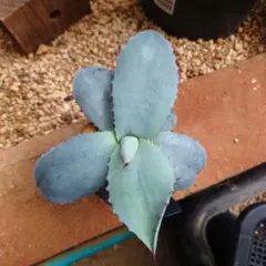 2025年最新】パリートランカータの人気アイテム - メルカリ