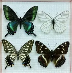 2025年最新】カラスアゲハ 標本の人気アイテム - メルカリ