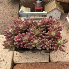 2025年最新】葉挿し多肉セットの人気アイテム - メルカリ