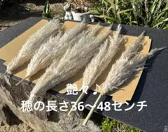パンパスグラス ドライフラワー 5本セット