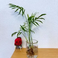 くろねこ様 リクエスト 2点 まとめ商品