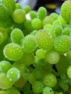 m*°様 多肉植物　ドロサンテマム　キラキラ　翡翠カット3本