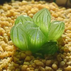 多肉植物　ハオルチア SFMオブスタ 708のサムネイル