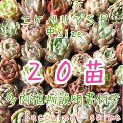 韓国苗 中サイズMIX苗★２０苗詰め合わせ！多肉植物 交配苗
