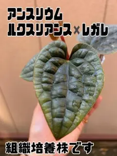 【週末セール】アンスリウム　ルクスリアンス　シャープ　ボトムカット 2026年最新】ルクスリアンスの人気アイテム - メルカリ
