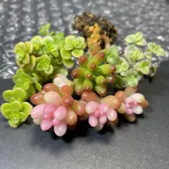 2026年最新】レッドベリー錦の人気アイテム - メルカリ