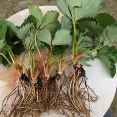 いちご苗　5株　予備苗 1株