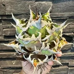 2025年最新】チタノタ悪魔くんの人気アイテム - メルカリ