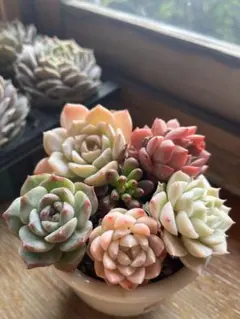 2025年最新】ルビーティント多肉の人気アイテム - メルカリ