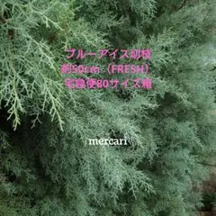 コニファーブルーアイス切枝約50cm（FRESH）宅急便80サイズ箱