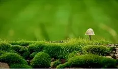 Item thumbnail for item 92b8a5ad-9820-4650-aa55-c356fb45d41b