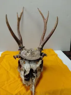 角レプリカ　ウシ科　クーズー　骨　ヤギ　インテリア　草食動物 角レプリカ ウシ科 クーズー 骨 ヤギ インテリア 草食動物 - メルカリ