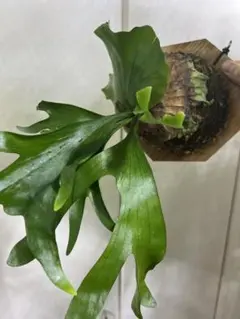 2025年最新】コロナリウムの人気アイテム - メルカリ