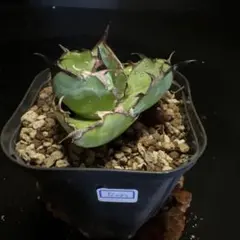 YOU様 リクエスト 3点 まとめ商品