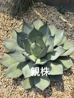 アガベ パリー四国弁財天 発根済み ※中株の出品です。① | Mercari