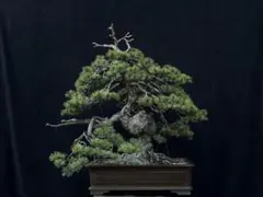 五葉松 [吹き流し] 大品盆栽 じゃぱ様専用です。 - メルカリ