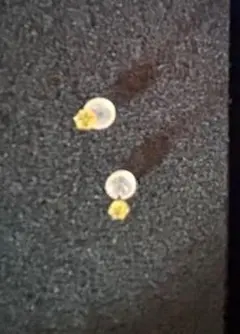 Item thumbnail for item fb6de3e5-286f-47e0-9572-40fa5fac2ea0