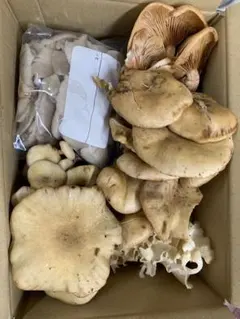 天然きのこハナビラタケとの詰め合わせ１ｋｇ！のサムネイル
