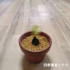 2026年最新】黄金ソテツの人気アイテム - メルカリ