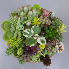 多肉植物 寄せ植え 28種類 28本＋おまけ２種類