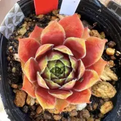 多肉植物 センペルビウム ダラス No.24【緑】 - メルカリ