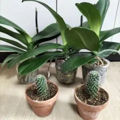 元気モリモリ！胡蝶蘭苗　花色不明　大きく立派な株　新鮮な株3株＋サボテン2鉢のサムネイル