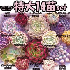 シャドー(命名株)×鬼のて(命名株)札付きポットごとメルカリ便ルイパパ