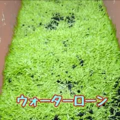 2026年最新】ホシクサの人気アイテム - メルカリ