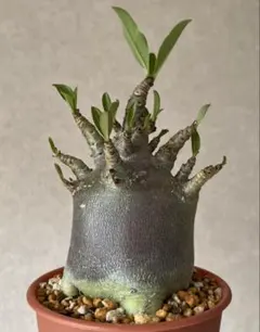 2026年最新】アデニウム ブラックスキンの人気アイテム - メルカリ